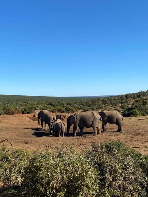 Addo: Elephant Walking Safari Experience - Walking with the Elephants: What to Expect