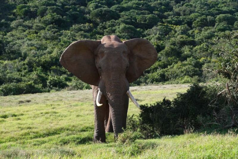 Addo: Elephant Walking Safari Experience - What We Love About the Experience