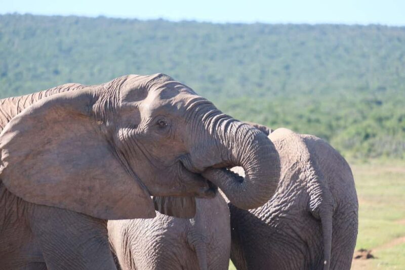 Addo: Elephant Walking Safari Experience - Possible Drawbacks and Considerations