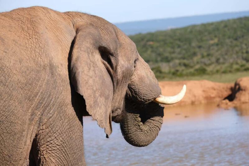 Addo: Elephant Walking Safari Experience - Final Thoughts on Value and Suitability