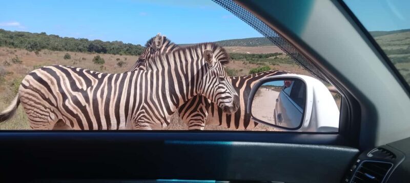 Addo: Game Drive in Addo Elephant National Park Private - Key Points