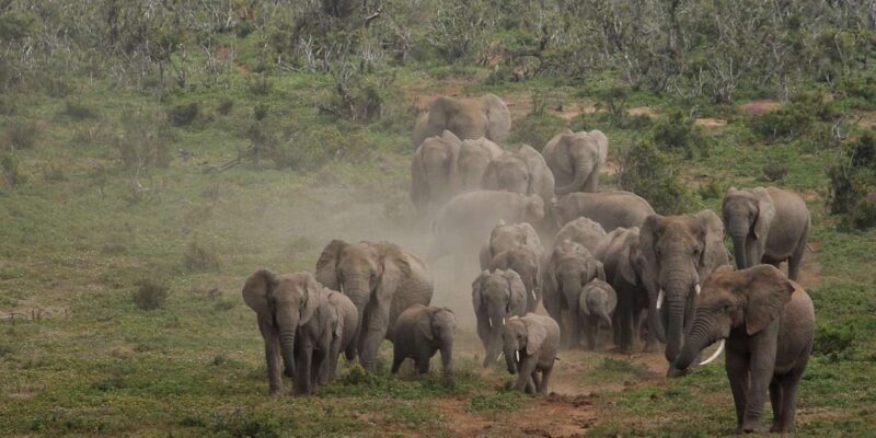 Addo National Park all-inclusive with Traditional BBQ Lunch - Key Points