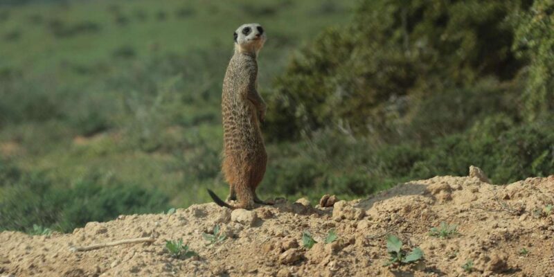 Addo National Park all-inclusive with Traditional BBQ Lunch - The Itinerary: A Closer Look