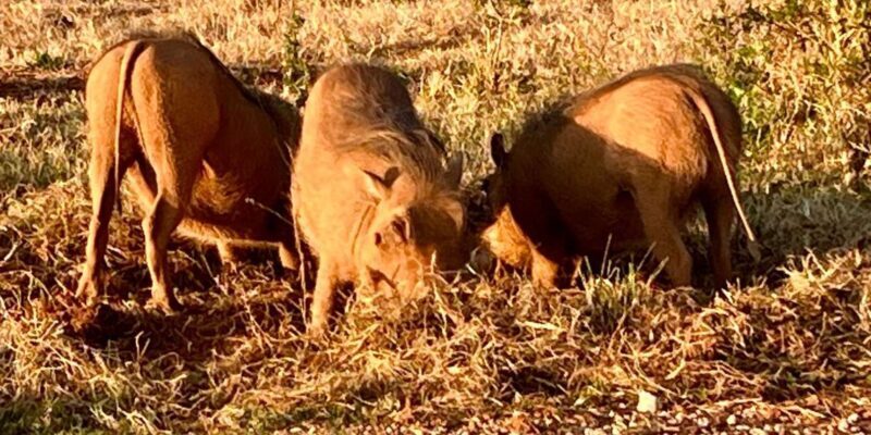 Addo National Park all-inclusive with Traditional BBQ Lunch - What You Need to Know Before Booking