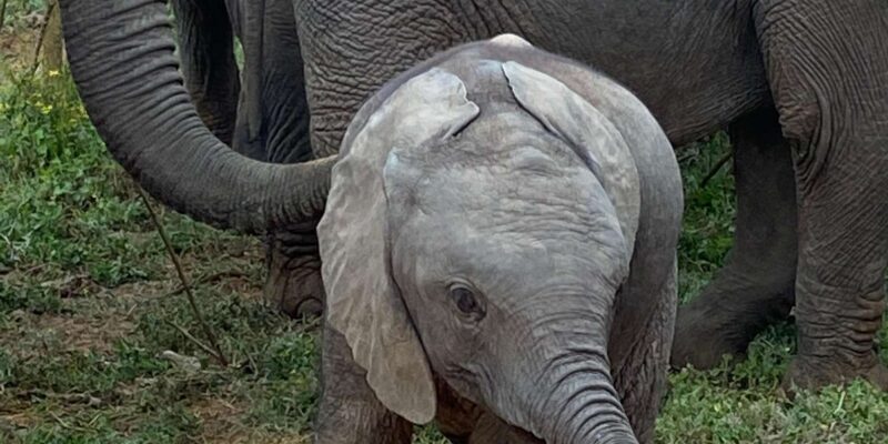 Addo National Park all-inclusive with Traditional BBQ Lunch - Authenticity and Genuine Experiences