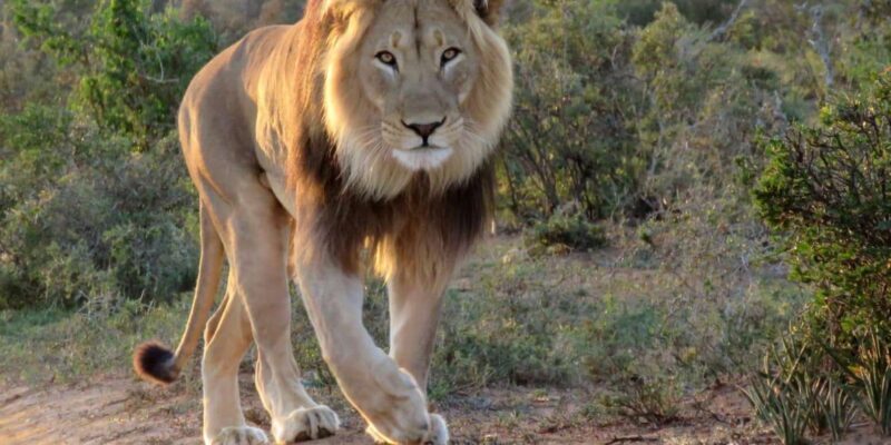 Addo National Park all-inclusive with Traditional BBQ Lunch - Who Is This Tour Best For?
