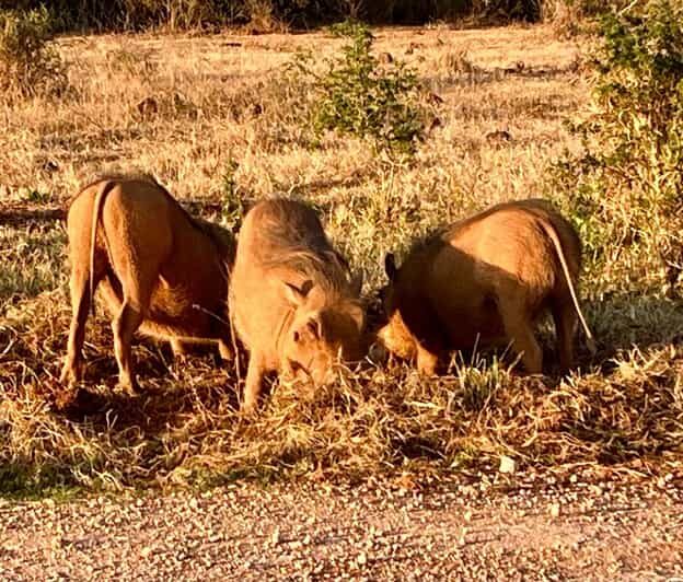Addo National Park all-inclusive with Traditional BBQ Lunch - FAQs