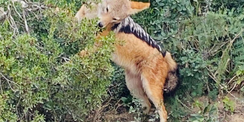 Addo National Park all-inclusive with Traditional BBQ Lunch - Final Thoughts