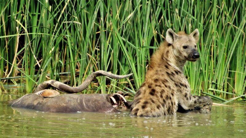 Addo National Park: Full-Day Safari Tour - Key Points