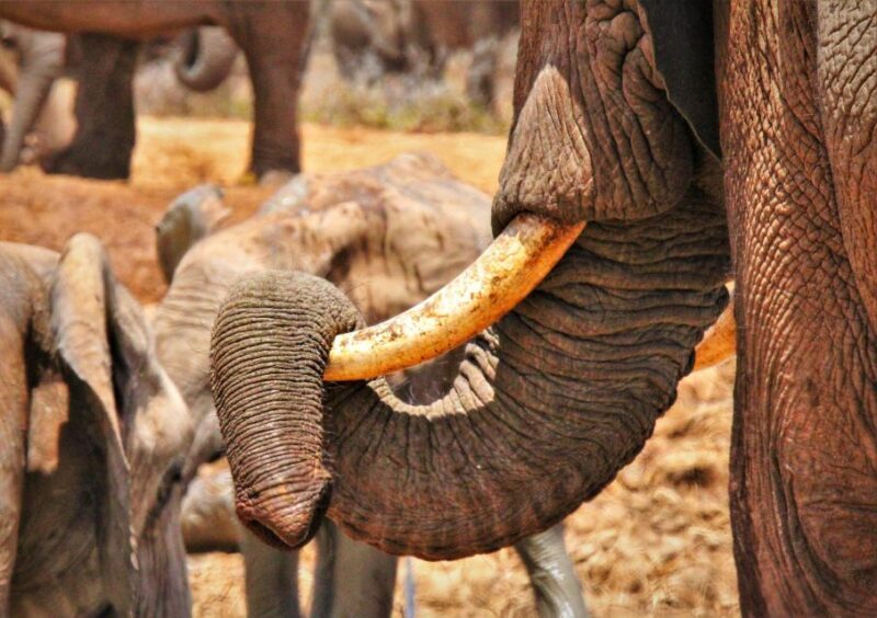 Addo National Park: Full-Day Safari Tour - Why This Tour Works Well