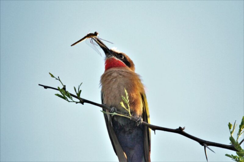 Addo River Safari - Guided Tour via Canoe - Key Points