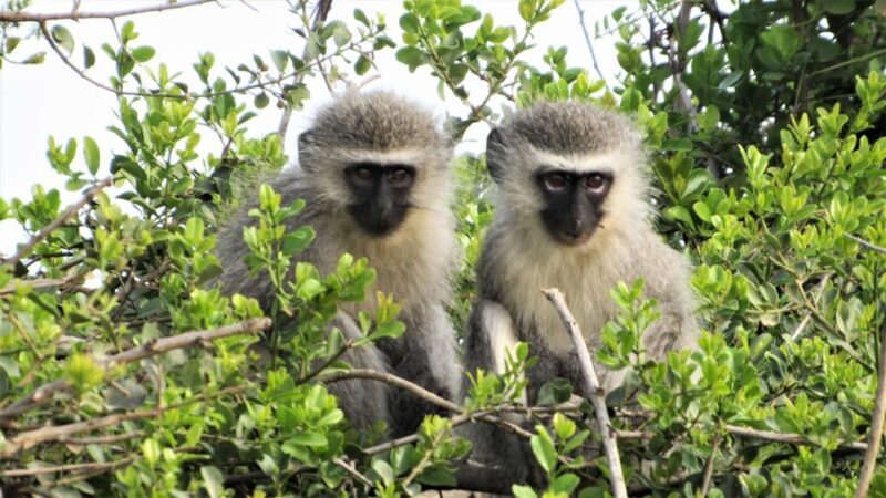 Addo River Safari - Guided Tour via Canoe - Is it Worth the Price?