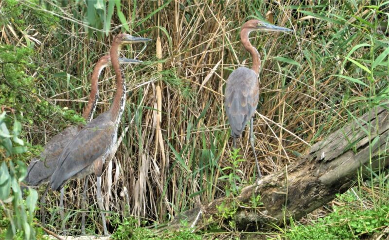 Addo River Safari - Guided Tour via Canoe - What the Reviews Say