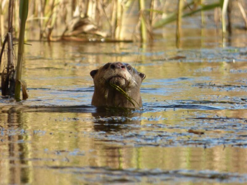 Addo River Safari - Guided Tour via Canoe - FAQ