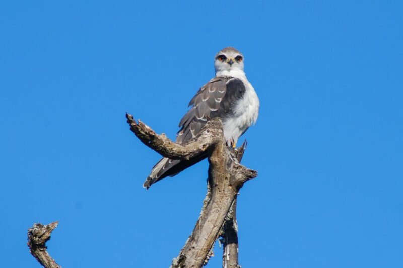 Addo Safari Full Day Tour - Introduction