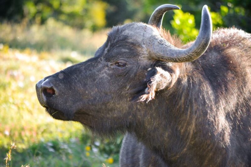 Addo Safari Full Day Tour - Key Points