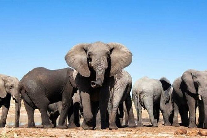 ADDO to CAPE TOWN: Addo - Garden Route - Route 62 - Winelands (6 Days) - FAQ