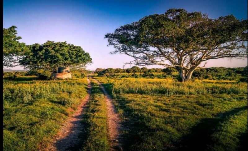 Addo Wildlife Reserve Sunset Safari +Bush Dinner :Gqeberha - Addo Wildlife Reserve Sunset Safari + Bush Dinner: An Authentic African Adventure in Gqeberha