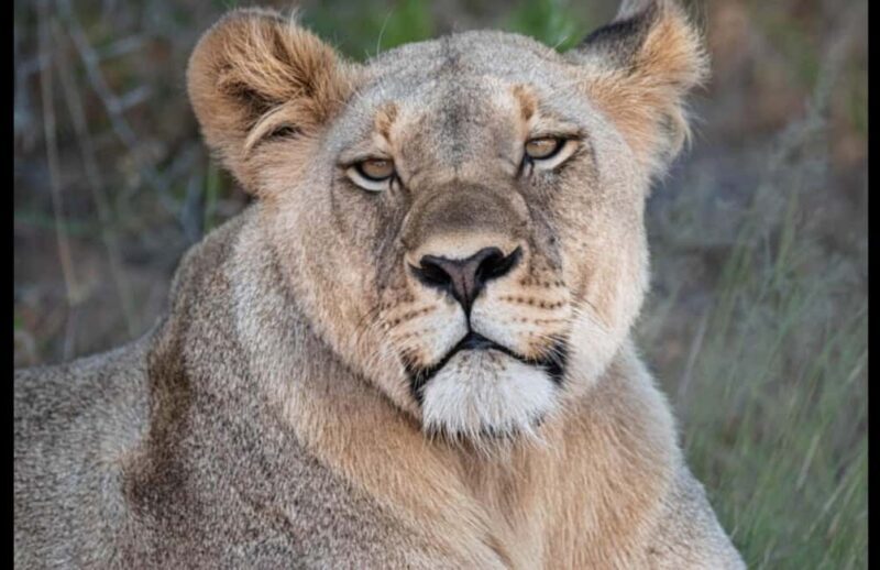 Addo Wildlife Reserve Sunset Safari +Bush Dinner :Gqeberha - Key Points