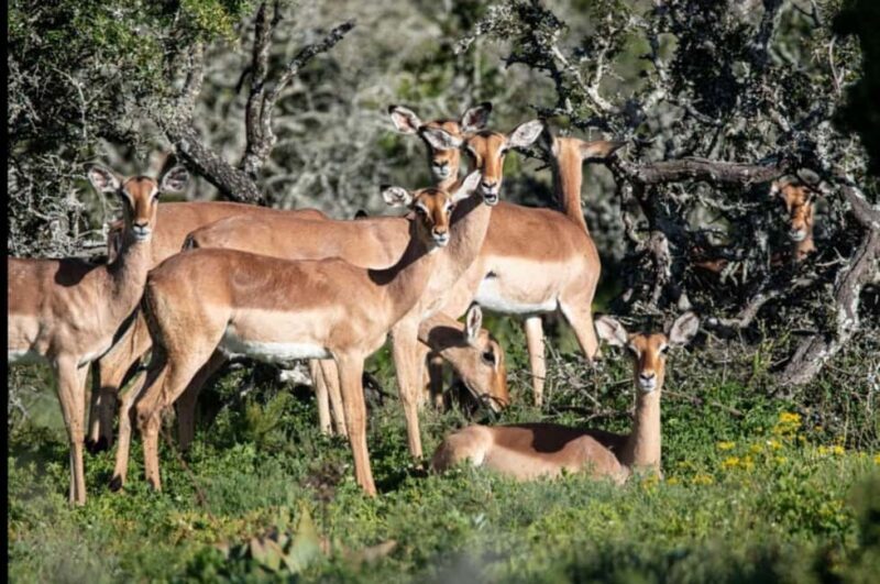 Addo Wildlife Reserve Sunset Safari +Bush Dinner :Gqeberha - Why This Tour Offers Great Value