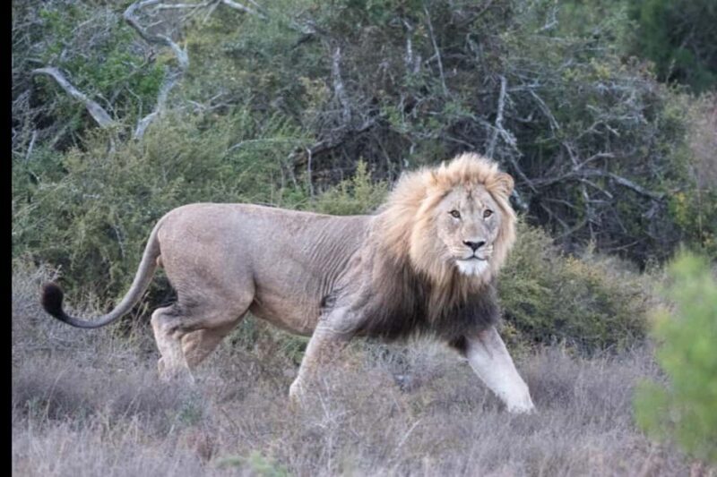Addo Wildlife Reserve Sunset Safari +Bush Dinner :Gqeberha - Who Will Love This Experience?