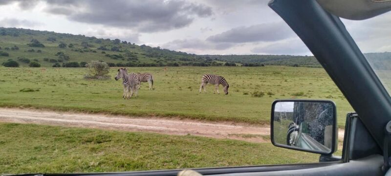 Addo Wildlife Reserve Sunset Safari +Bush Dinner :Gqeberha - Final Thoughts