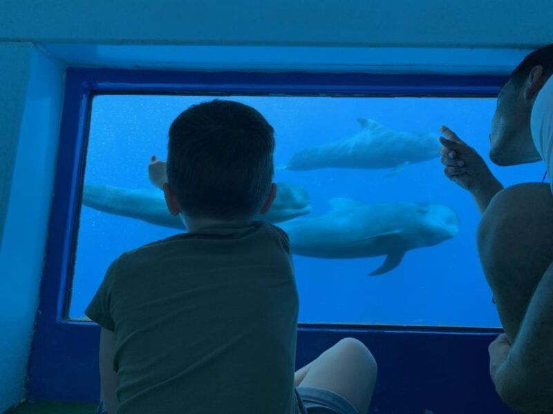 adeje-whale-and-dolphin-watching-cruise-with-lunch-and-swim