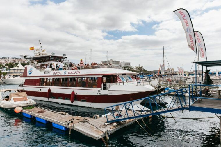 adeje-whale-and-dolphin-watching-cruise-with-lunch-and-swim