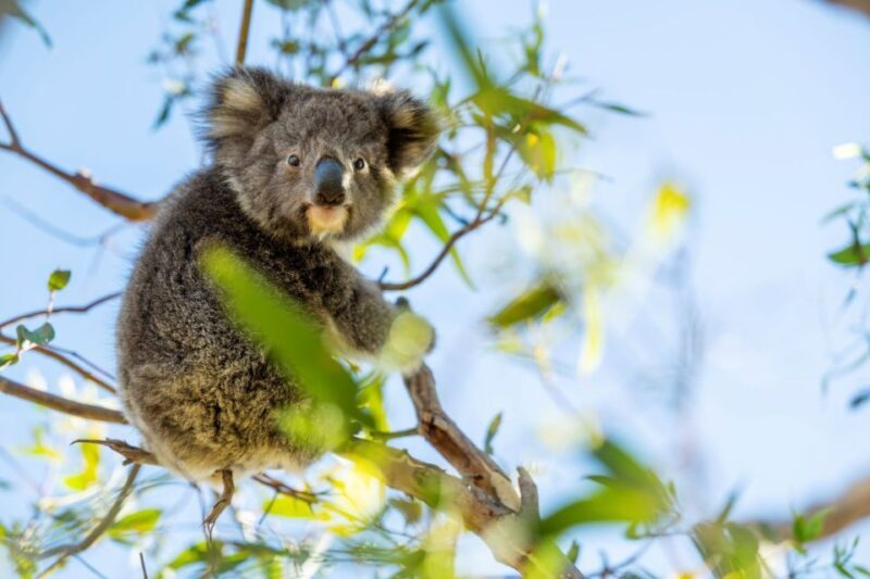 Adelaide: 3-Day Kangaroo Island Adventure Tour with Camping - The Experience: A Realistic Look at the Itinerary