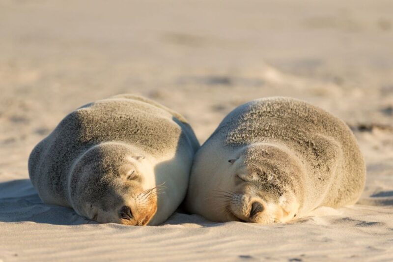 Adelaide: 3-Day Kangaroo Island Adventure Tour with Camping - Final Thoughts: Who’s This Tour Perfect For?