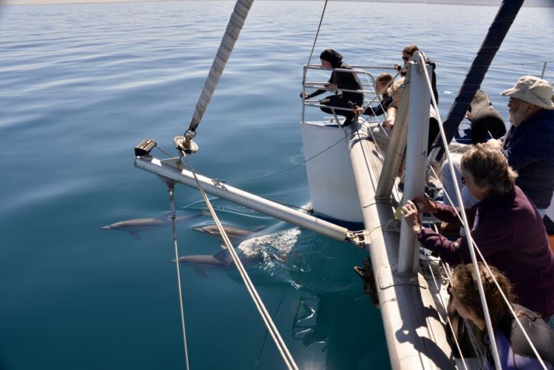 Adelaide: 4-Hour Guaranteed Wild Dolphin Watching Cruise - Key Points