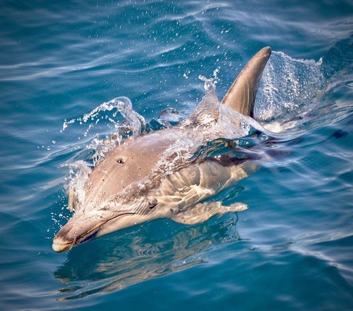 Adelaide: 4-Hour Guaranteed Wild Dolphin Watching Cruise - FAQ: Your Quick Guide to the Dolphin Cruise