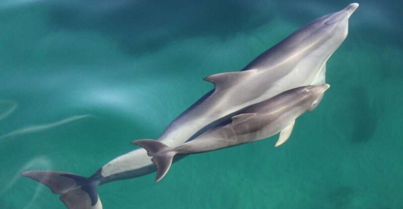 Adelaide: 4-Hour Guaranteed Wild Dolphin Watching Cruise - Final Thoughts