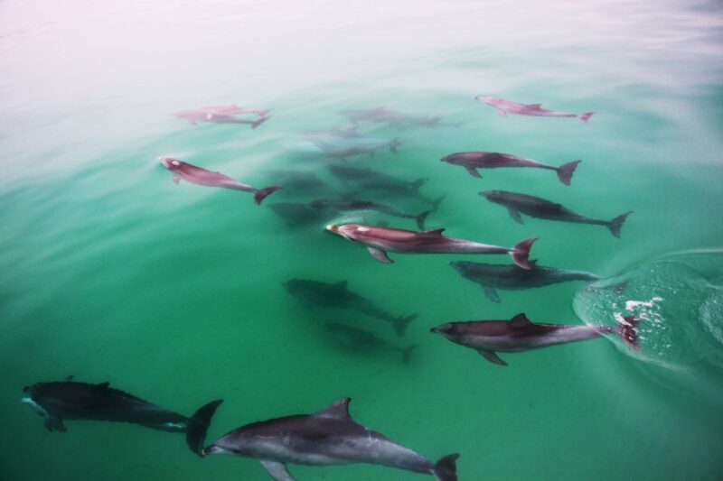 Adelaide: 4-Hour Swimming with Dolphins Experience - Key Points