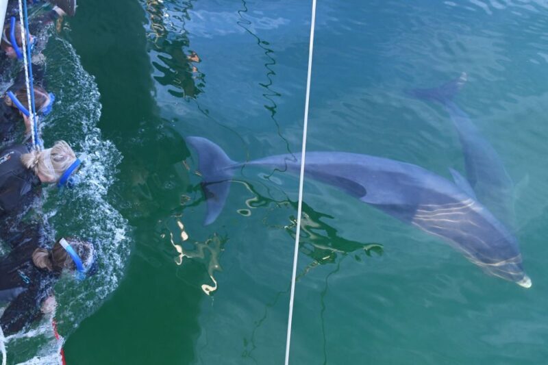 Adelaide: 4-Hour Swimming with Dolphins Experience - The Itinerary: What to Expect on Your Dolphin Adventure