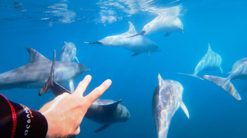 Adelaide: 4-Hour Swimming with Dolphins Experience - Who Will Love This Trip?