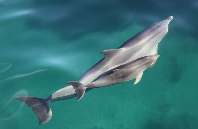Adelaide: 4-Hour Swimming with Dolphins Experience - Final Thoughts: Is It Worth It?