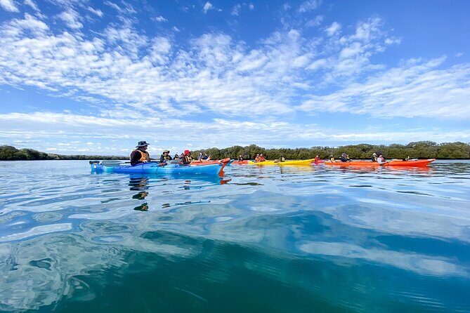 Adelaide Dolphin Sanctuary and Ships Graveyard Kayak Tour - What to Expect from the Kayak Tour