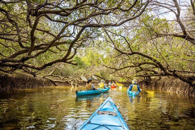 Adelaide Dolphin Sanctuary and Ships Graveyard Kayak Tour - Who Would Love This Tour?