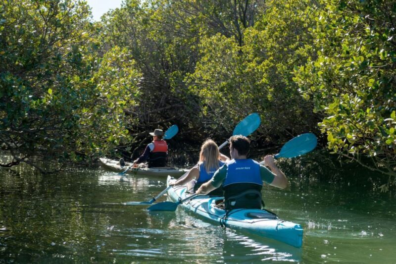 Adelaide: Dolphin Sanctuary Eco Kayaking Tour - Key Points