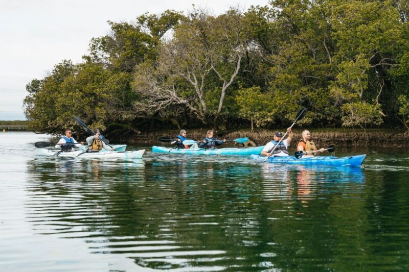 Adelaide: Dolphin Sanctuary Eco Kayaking Tour - Who Should Consider This Tour?