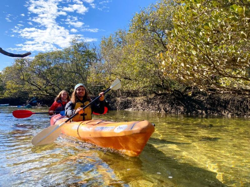 Adelaide: Dolphin Sanctuary Mangroves Kayak Tour - Key Points