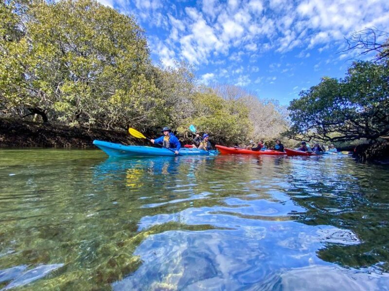 Adelaide: Dolphin Sanctuary Mangroves Kayak Tour - A Detailed Look at the Adelaide Dolphin Sanctuary Kayak Tour