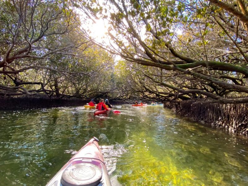 Adelaide: Dolphin Sanctuary Mangroves Kayak Tour - Why You Should Consider This Tour