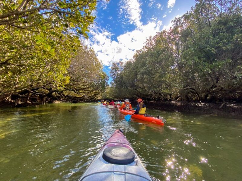 Adelaide: Dolphin Sanctuary Mangroves Kayak Tour - The Sum Up