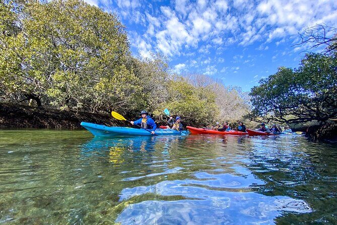 Adelaide Dolphin Sanctuary Mangroves Kayaking Tour - Value for Money and Practical Details