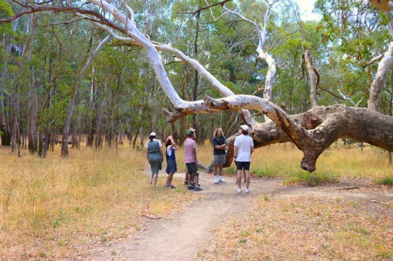 Adelaide: Fleurieu Snorkel & Beer Safari - What Makes This Tour Stand Out?
