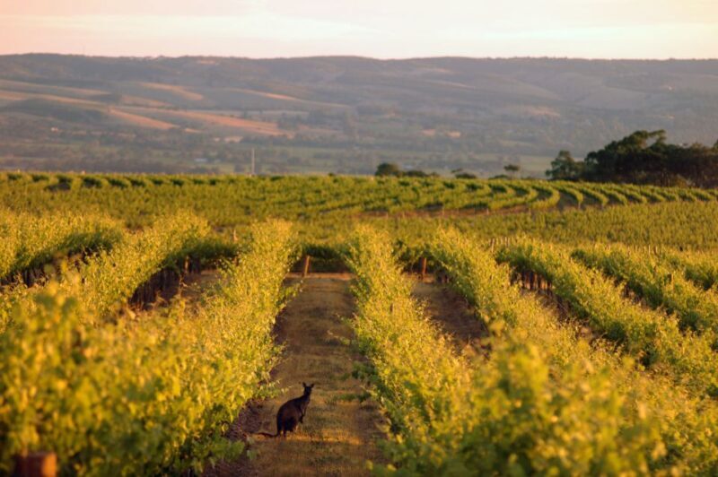 Adelaide: Highlights, Hahndorf & McLaren Vale Wine Tasting - Final Thoughts