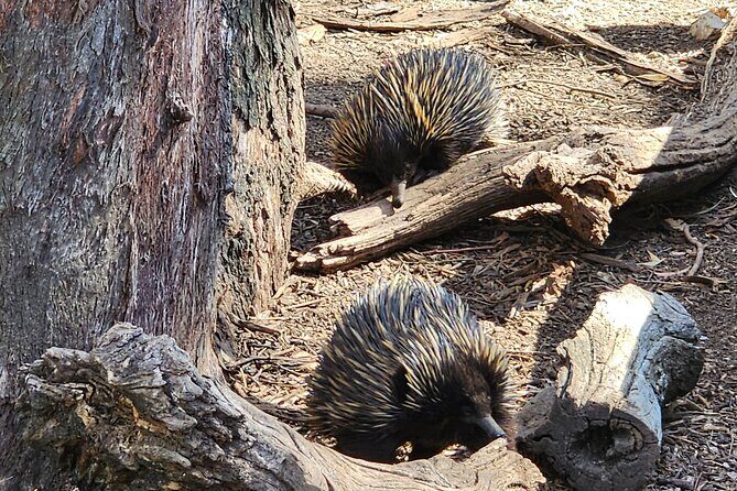 Adelaide Hills Cleland Wildlife Park and Hahndorf Minibus Tour - FAQs
