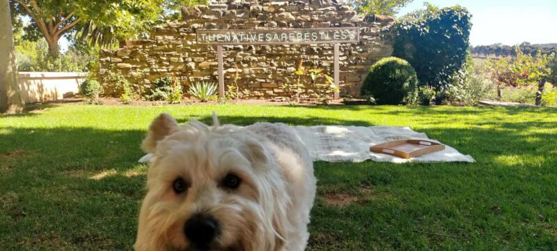 Adelaide Hills: Wine Tasting Tour with Lunch Option - Frequently Asked Questions